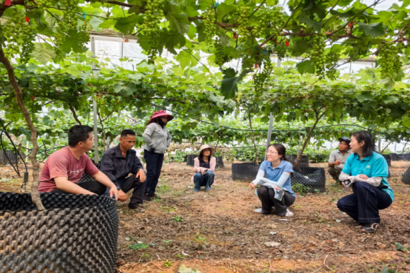 葡萄所科技人员赴扶绥县东门林场开展葡萄大风灾后恢复生产技术指导