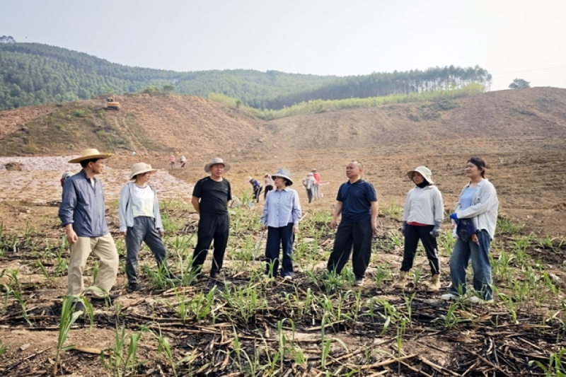 百色分院甘蔗团队全力推进百色甘蔗春耕生产提质增效