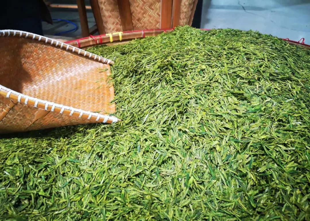 绵竹市全链发力做强做优茶产业