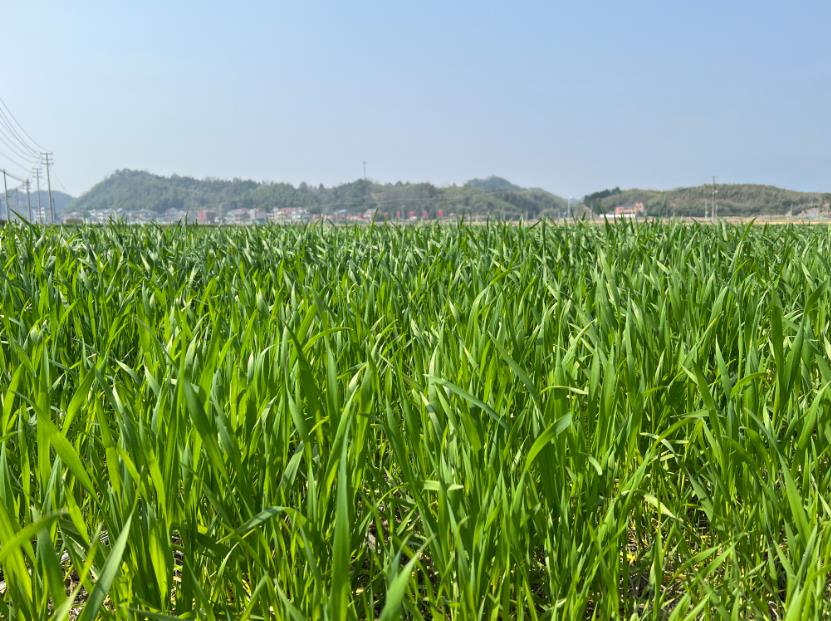 2026年小麦春季重大病虫害防控技术方案